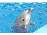 大分マリーンパレス水族館 うみたまご