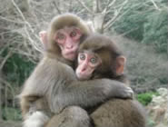 高崎山自然動物園